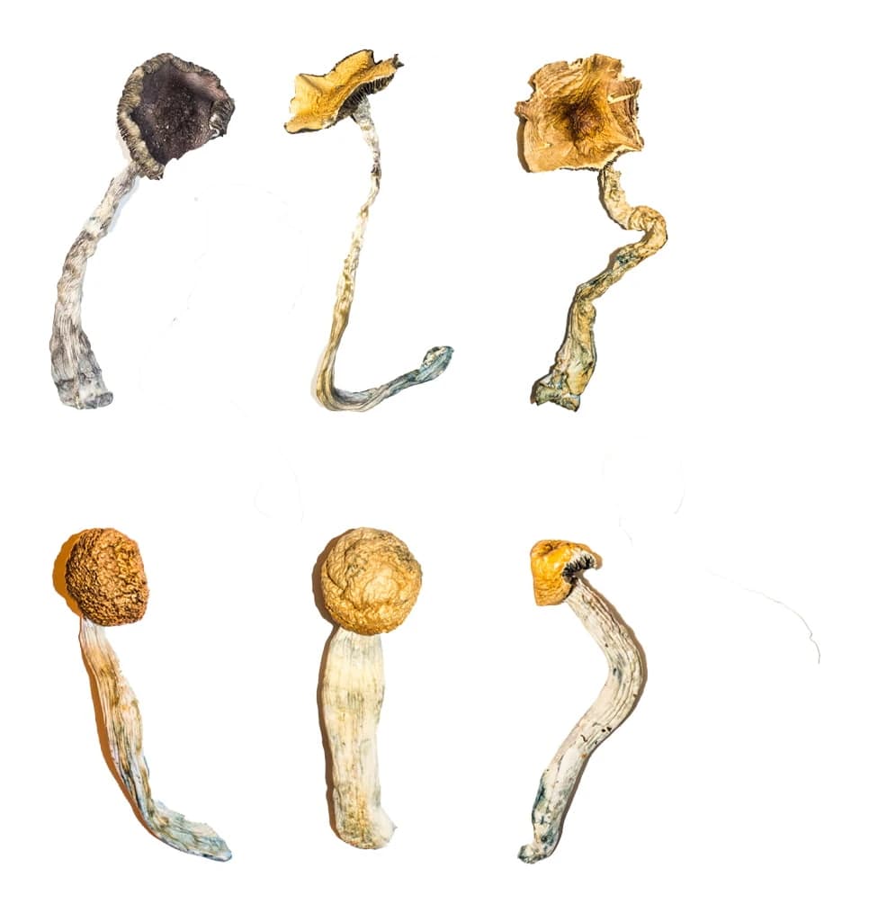 Magic Mushroom Sampler Kit: Six Strain Tasting Flight