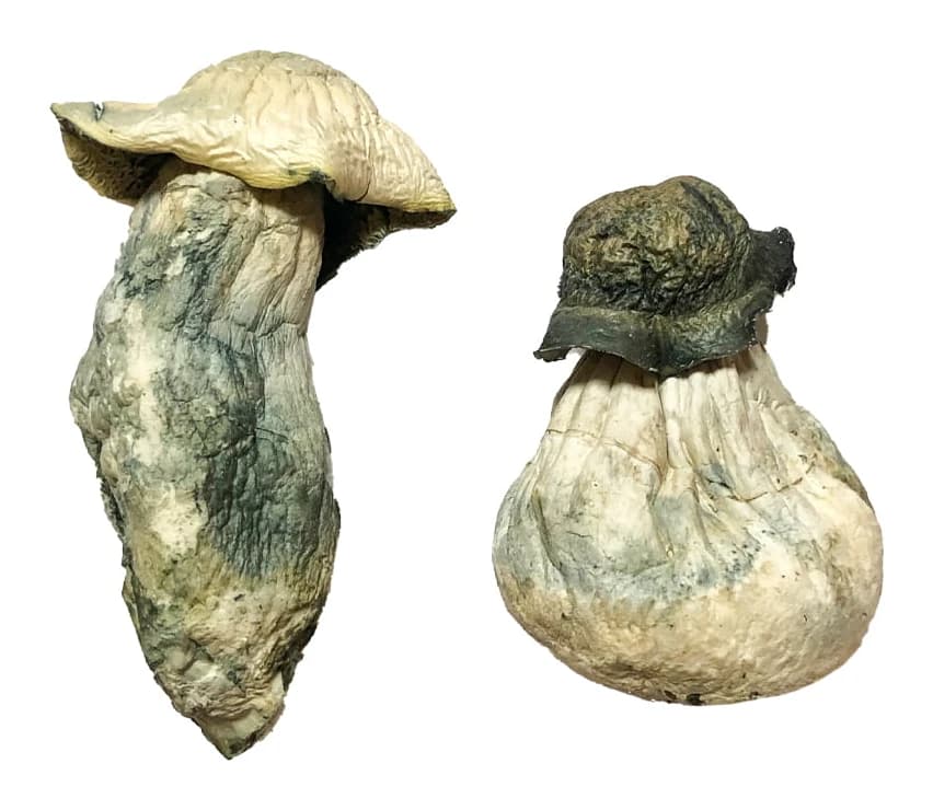 Albino Penis Envy Magic Mushrooms