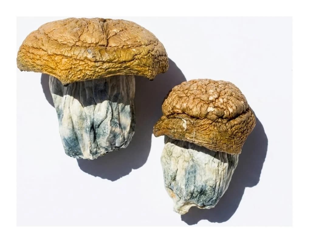 Code Blue Magic Mushrooms