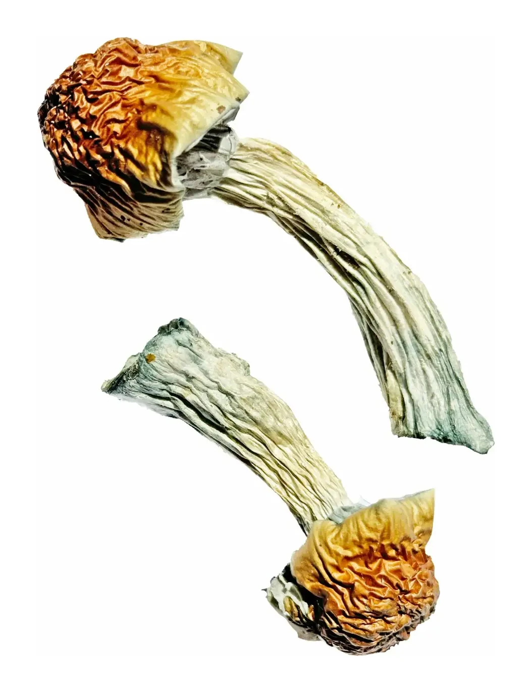 Golden Penis Envy Magic Mushrooms