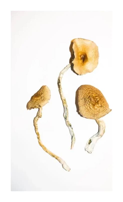 Golden Teacher Magic Mushrooms