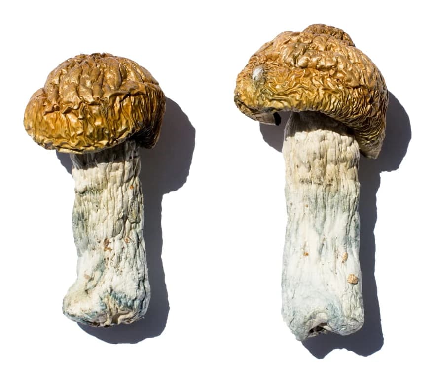 Hero Magic Mushrooms