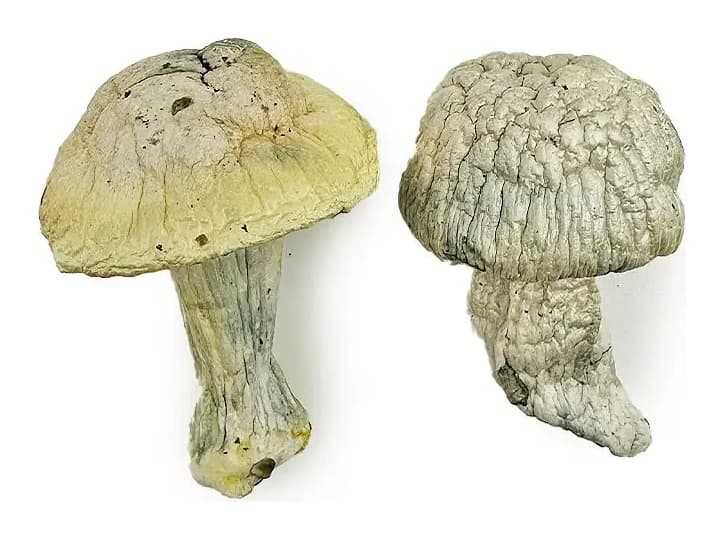 Iceberg Magic Mushrooms