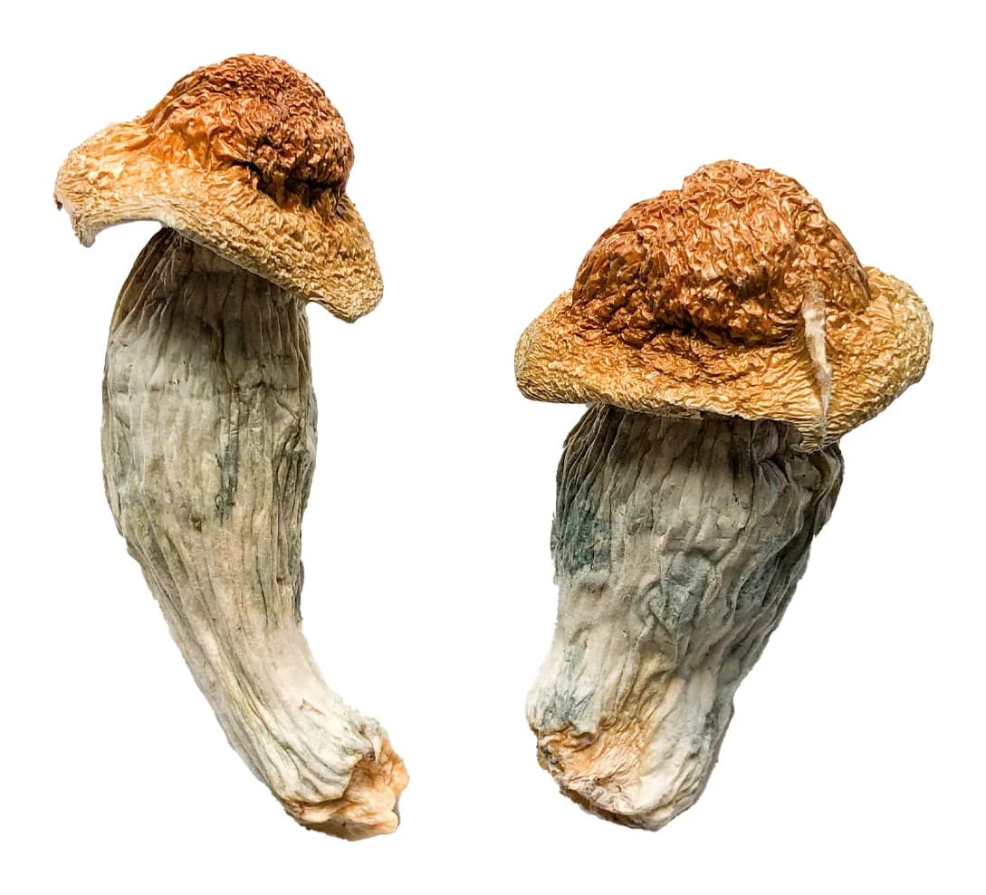 Melmac (Homestead Penis Envy) Magic Mushrooms