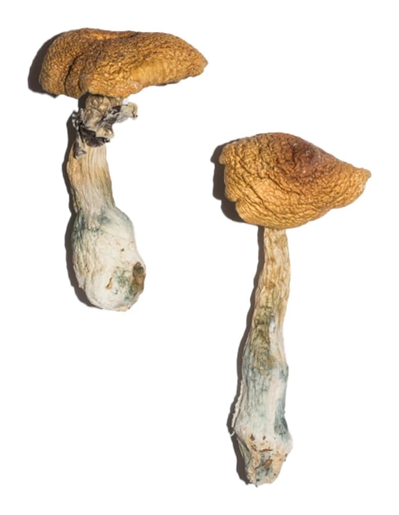 Penis Envy 6 (PE6) Magic Mushrooms