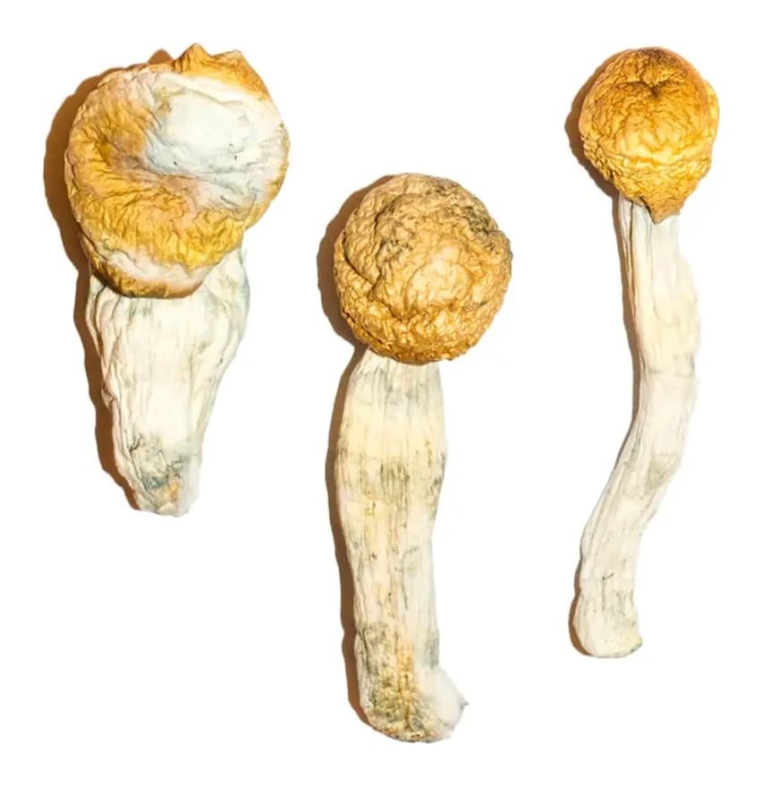 Penis Envy Magic Mushrooms