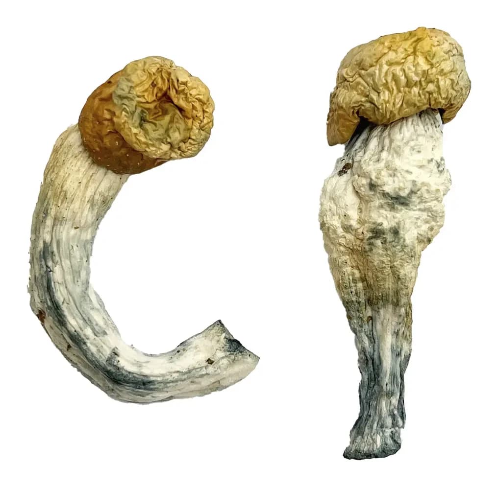 Uncut Penis Envy Magic Mushrooms